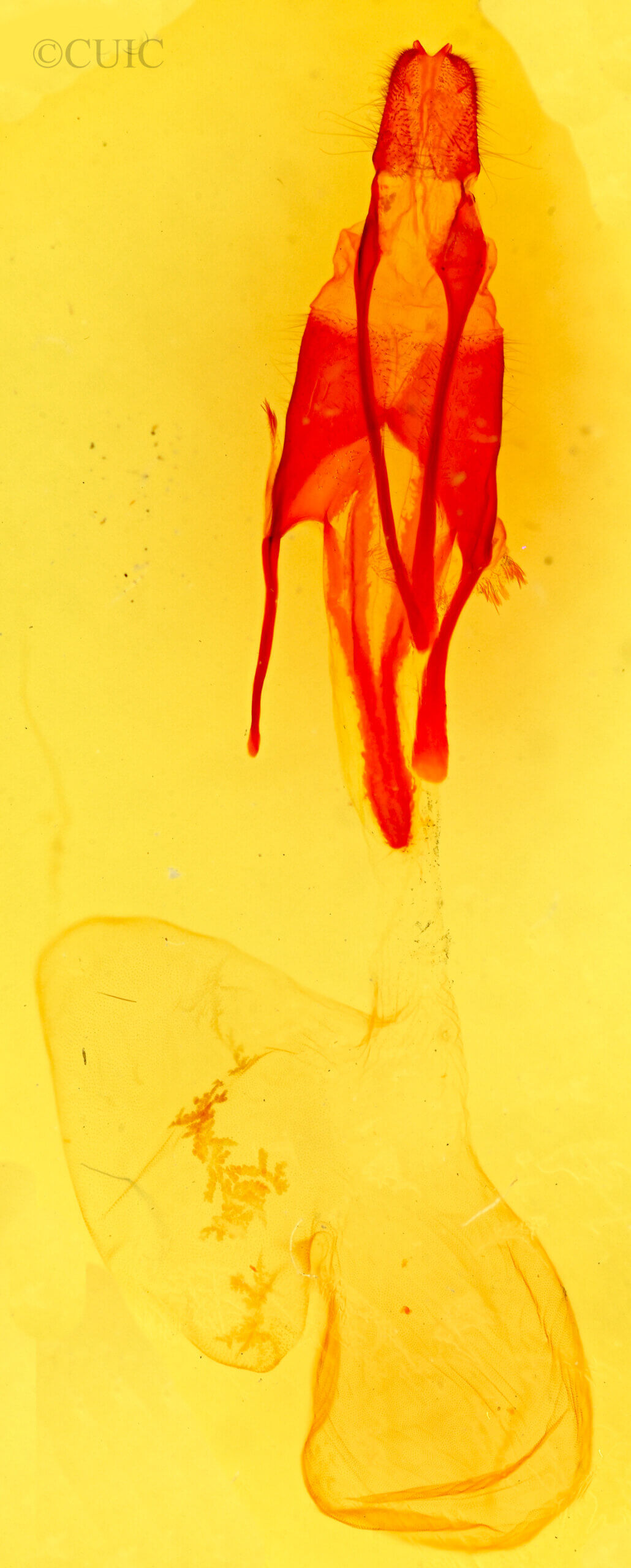 genitalia view of adult Euxoa stygialis