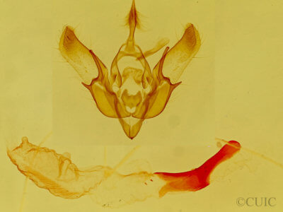 genitalia view of adult Euxoa altens