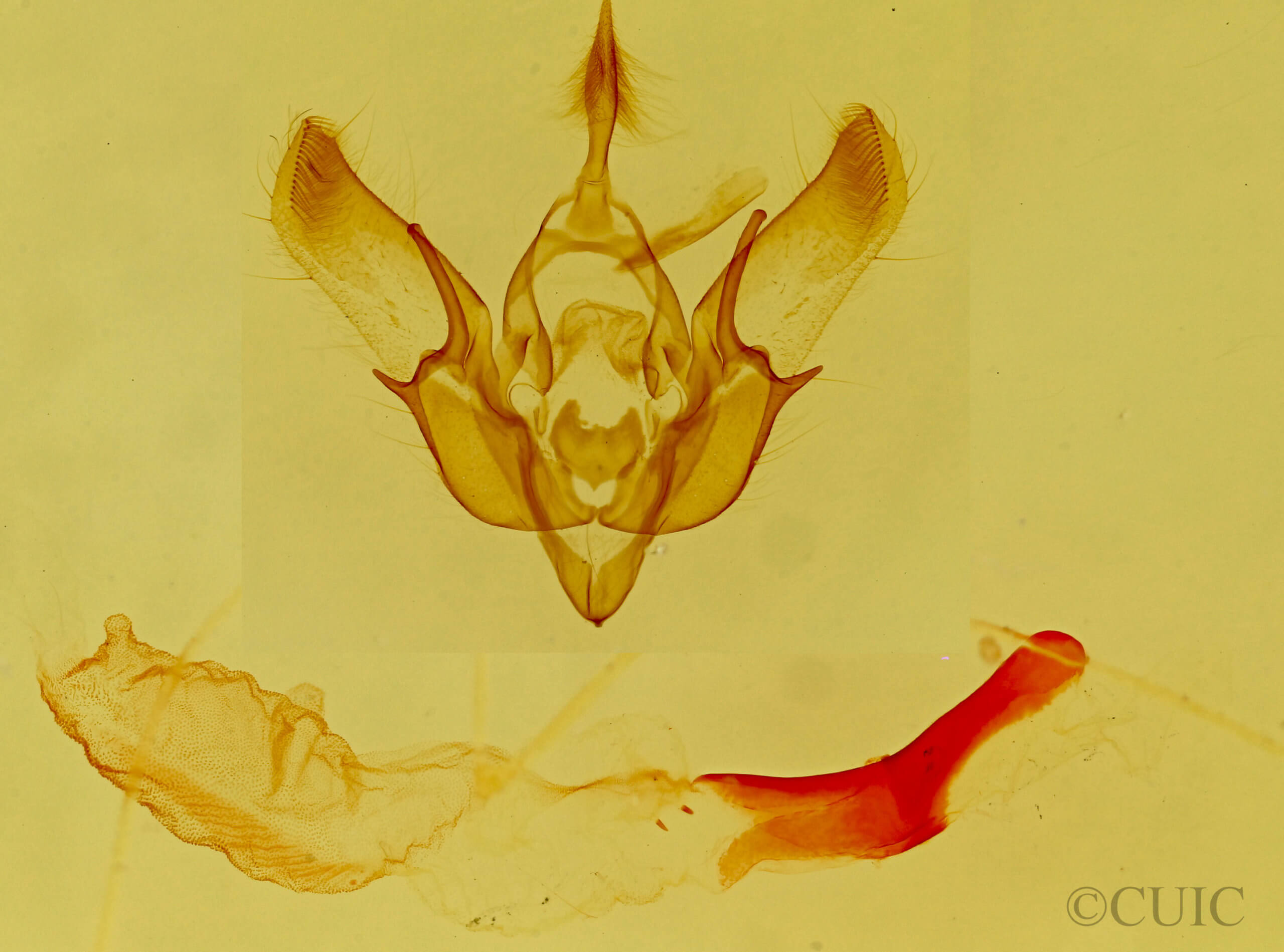 genitalia view of adult Euxoa altens