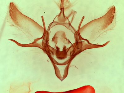 genitalia view of adult Euxoa vernalis