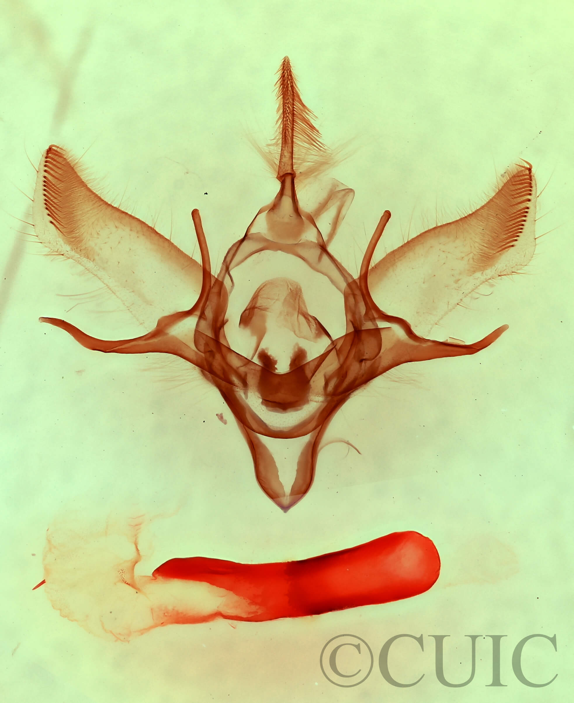 genitalia view of adult Euxoa vernalis