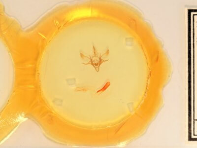 slide view of adult Euxoa vernalis