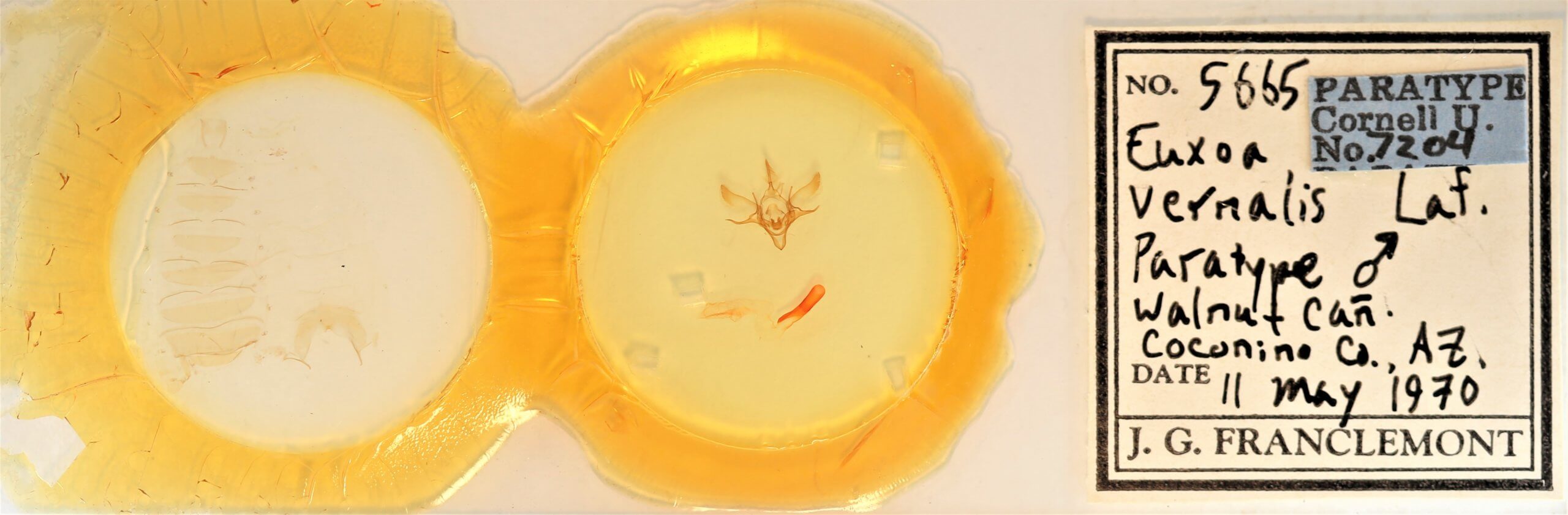 slide view of adult Euxoa vernalis