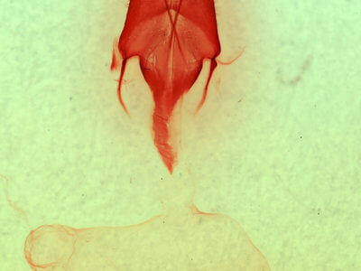 genitalia view of adult Euxoa vernalis