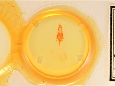 slide view of adult Euxoa vernalis