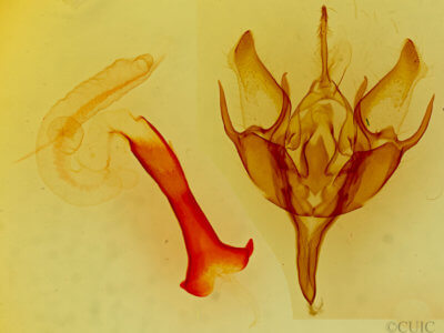 genitalia view of adult Euxoa vernalis