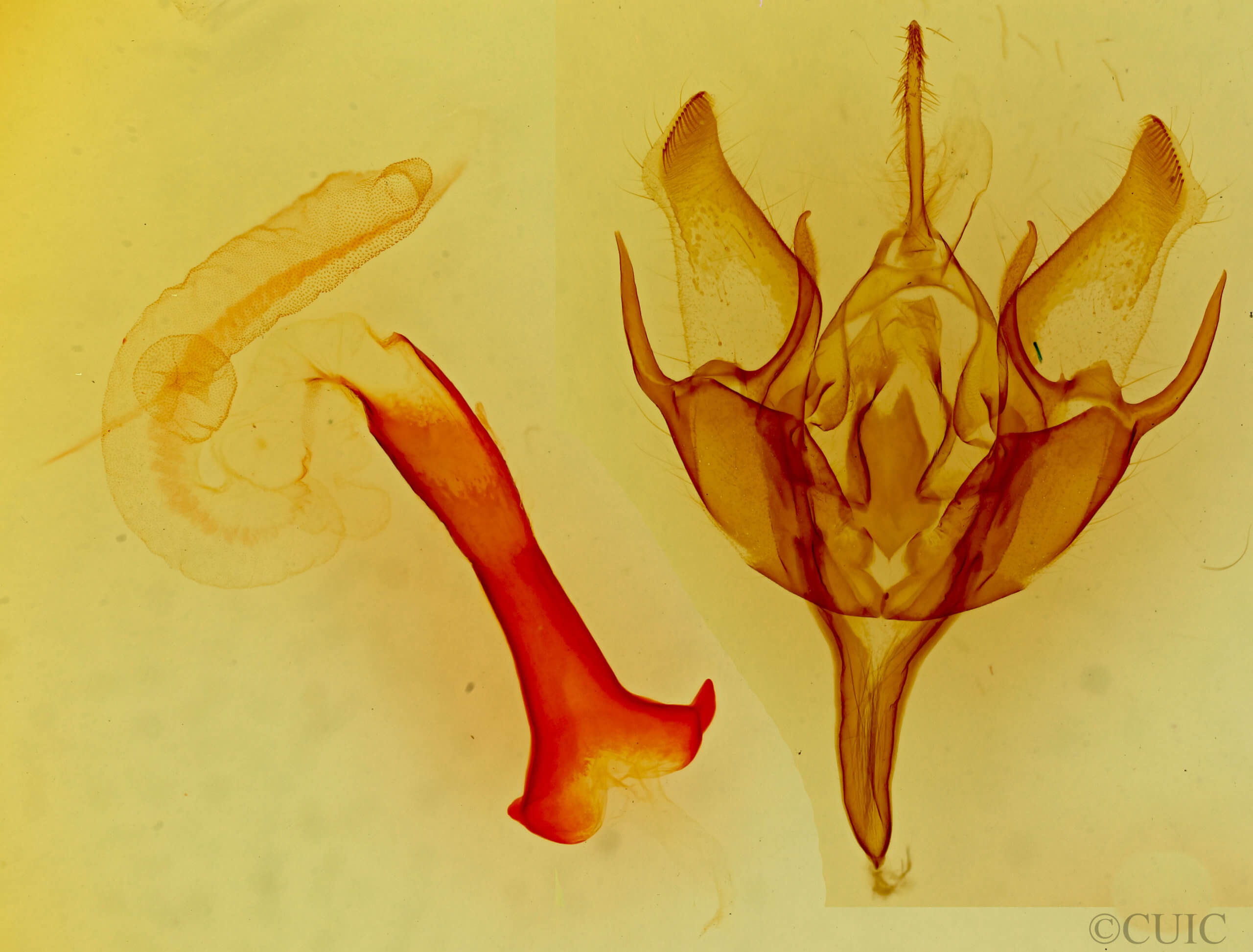 genitalia view of adult Euxoa vernalis