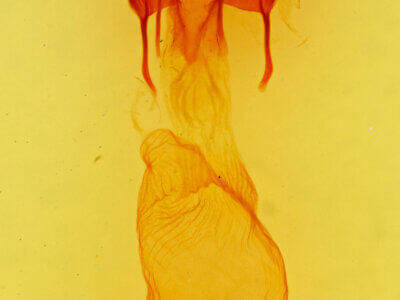 genitalia view of adult Euxoa vernalis