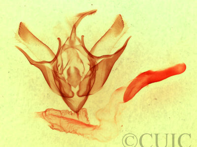 genitalia view of adult Euxoa vernalis