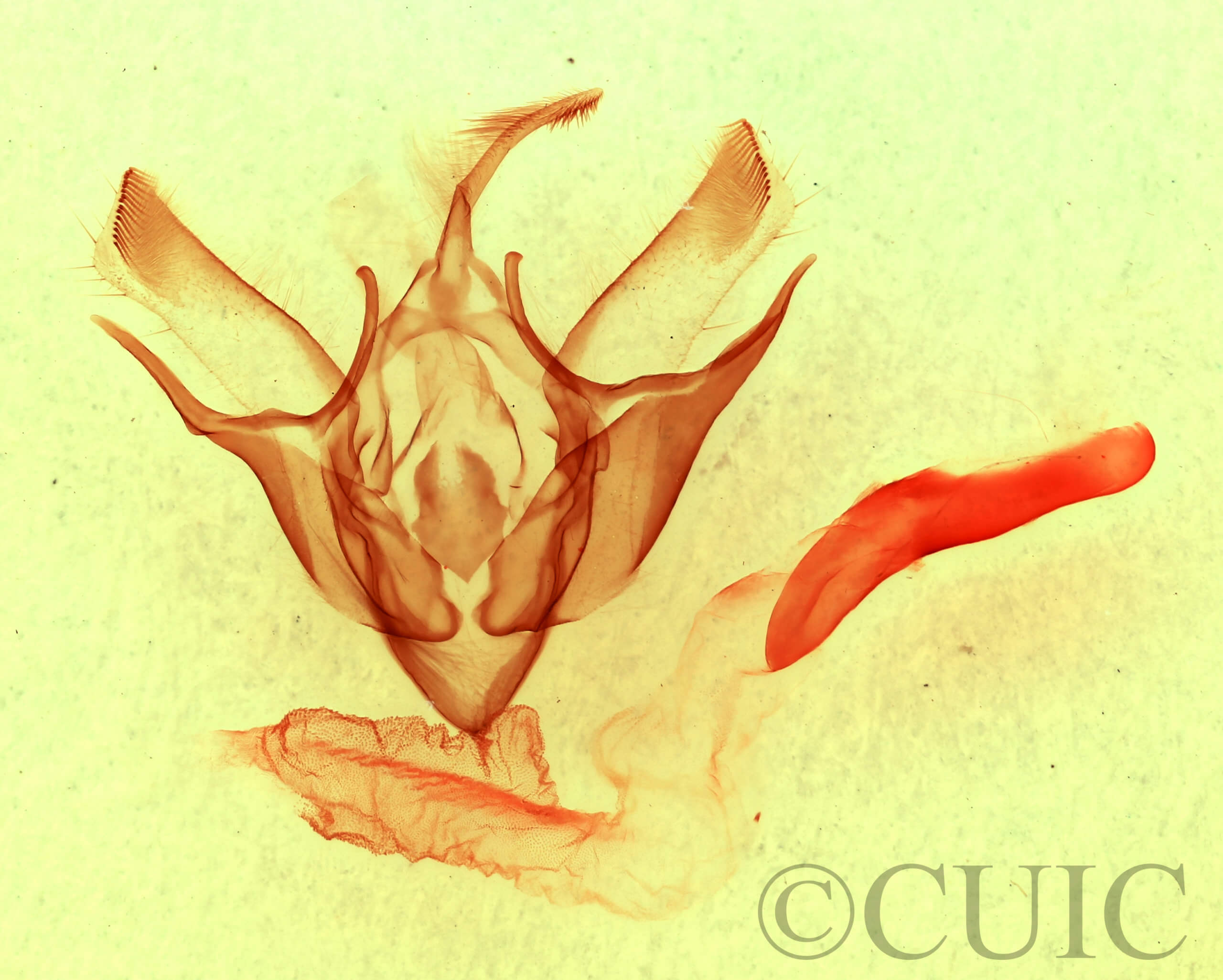 genitalia view of adult Euxoa vernalis