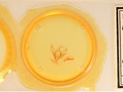 slide view of adult Euxoa vernalis