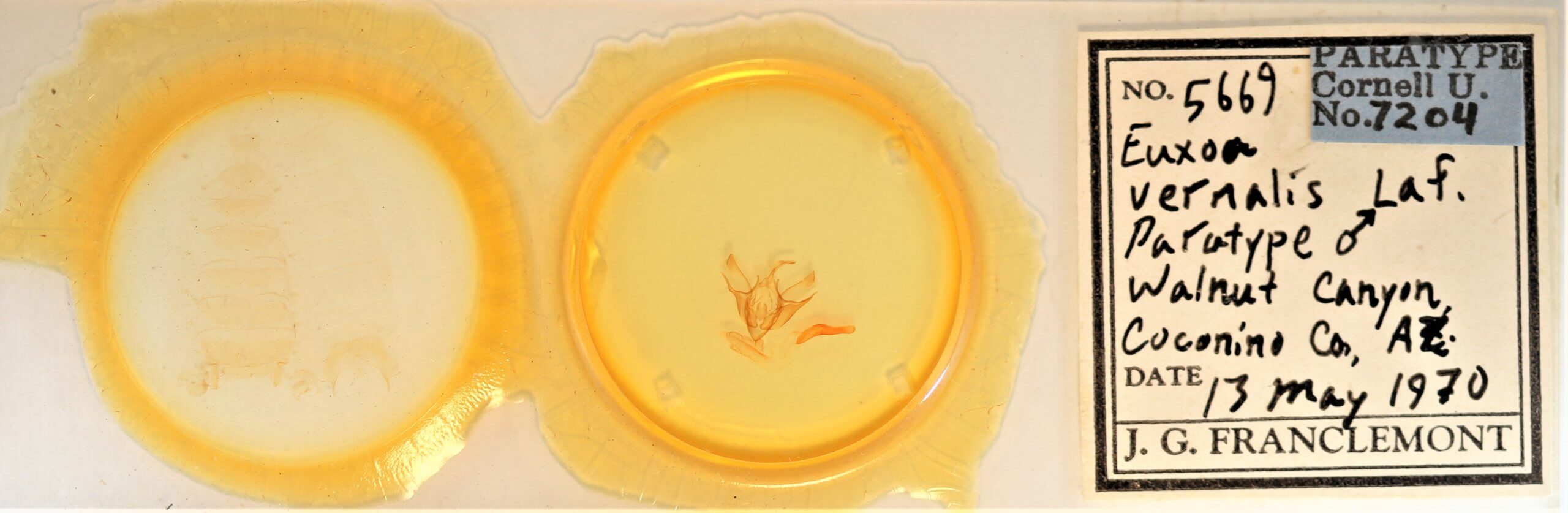 slide view of adult Euxoa vernalis