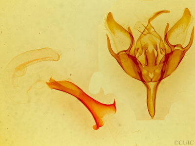 genitalia view of adult Euxoa vernalis