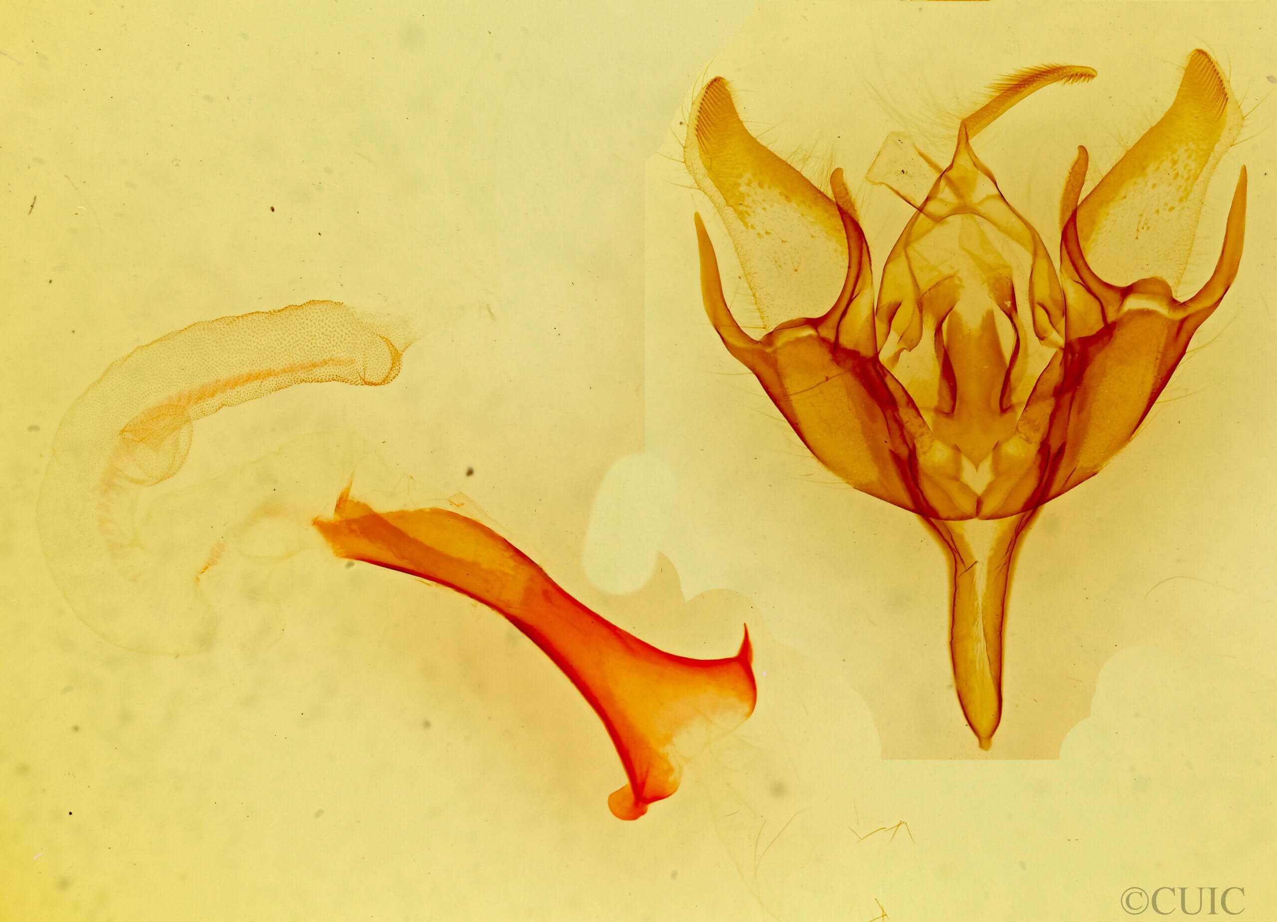 genitalia view of adult Euxoa vernalis