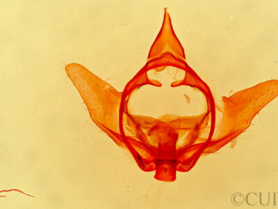 genitalia view of adult Lacosoma chiridota