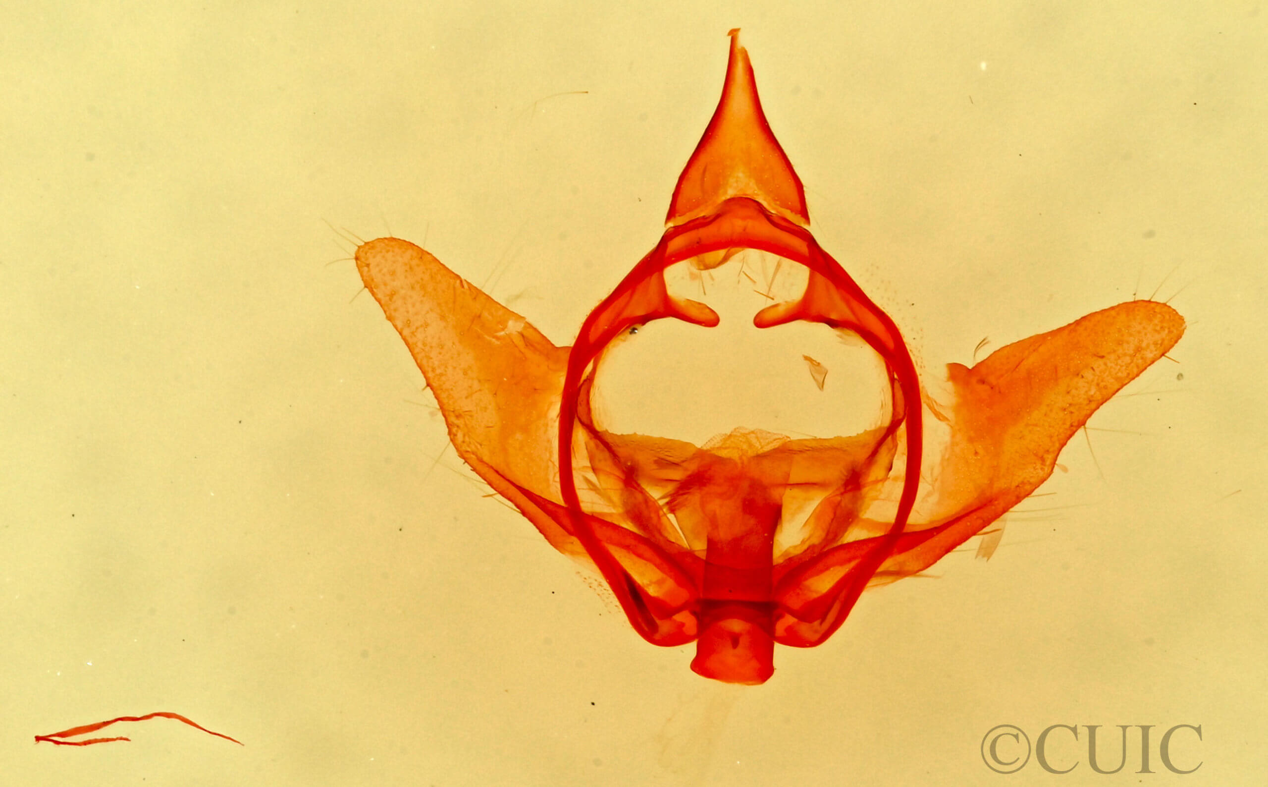 genitalia view of adult Lacosoma chiridota