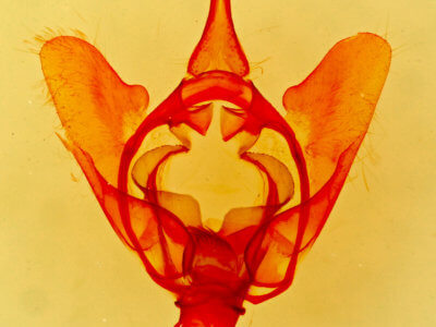 genitalia view of adult Lacosoma arizonicum