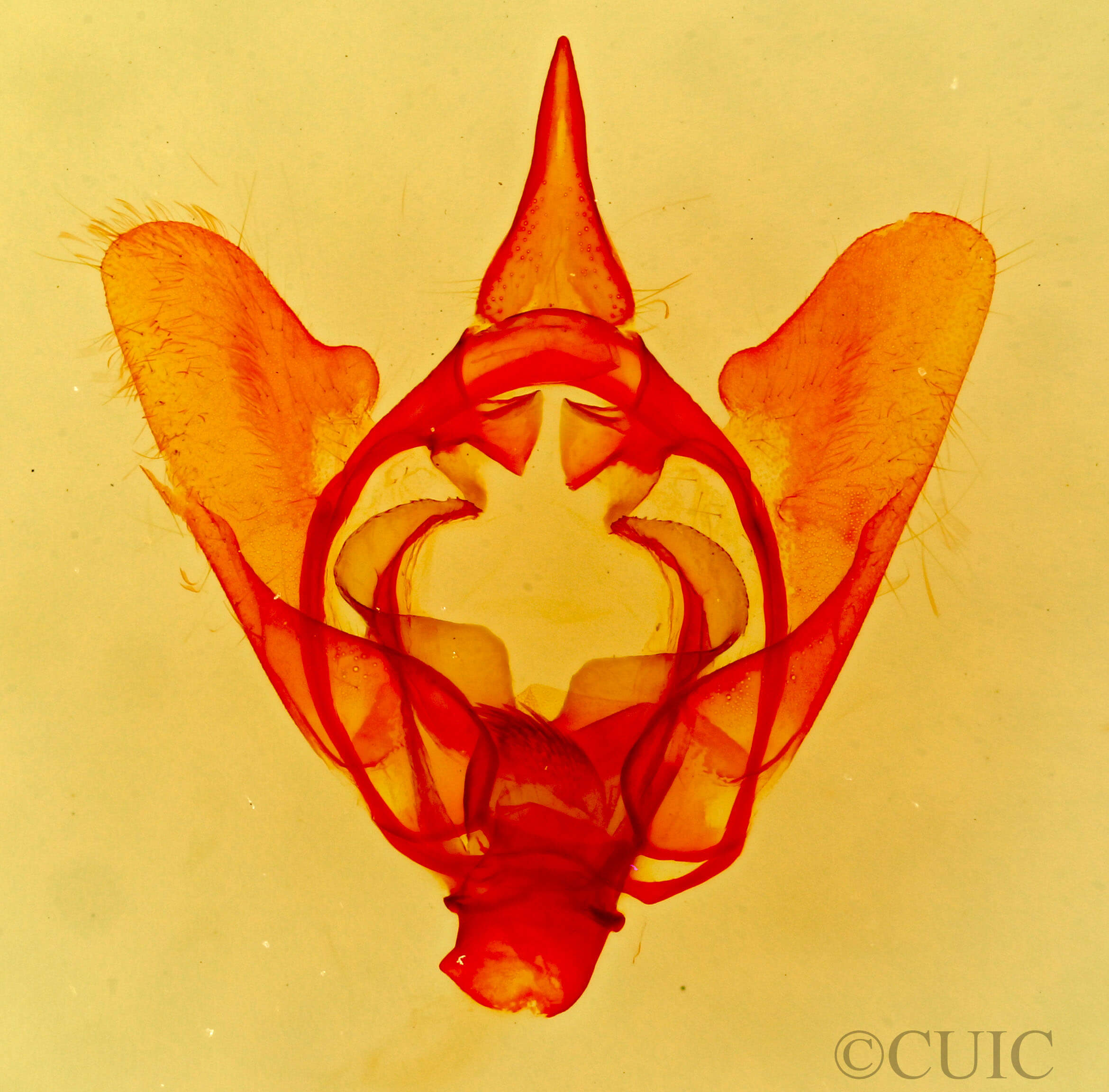 genitalia view of adult Lacosoma arizonicum