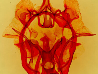 genitalia view of adult Cicinnus melsheimeri