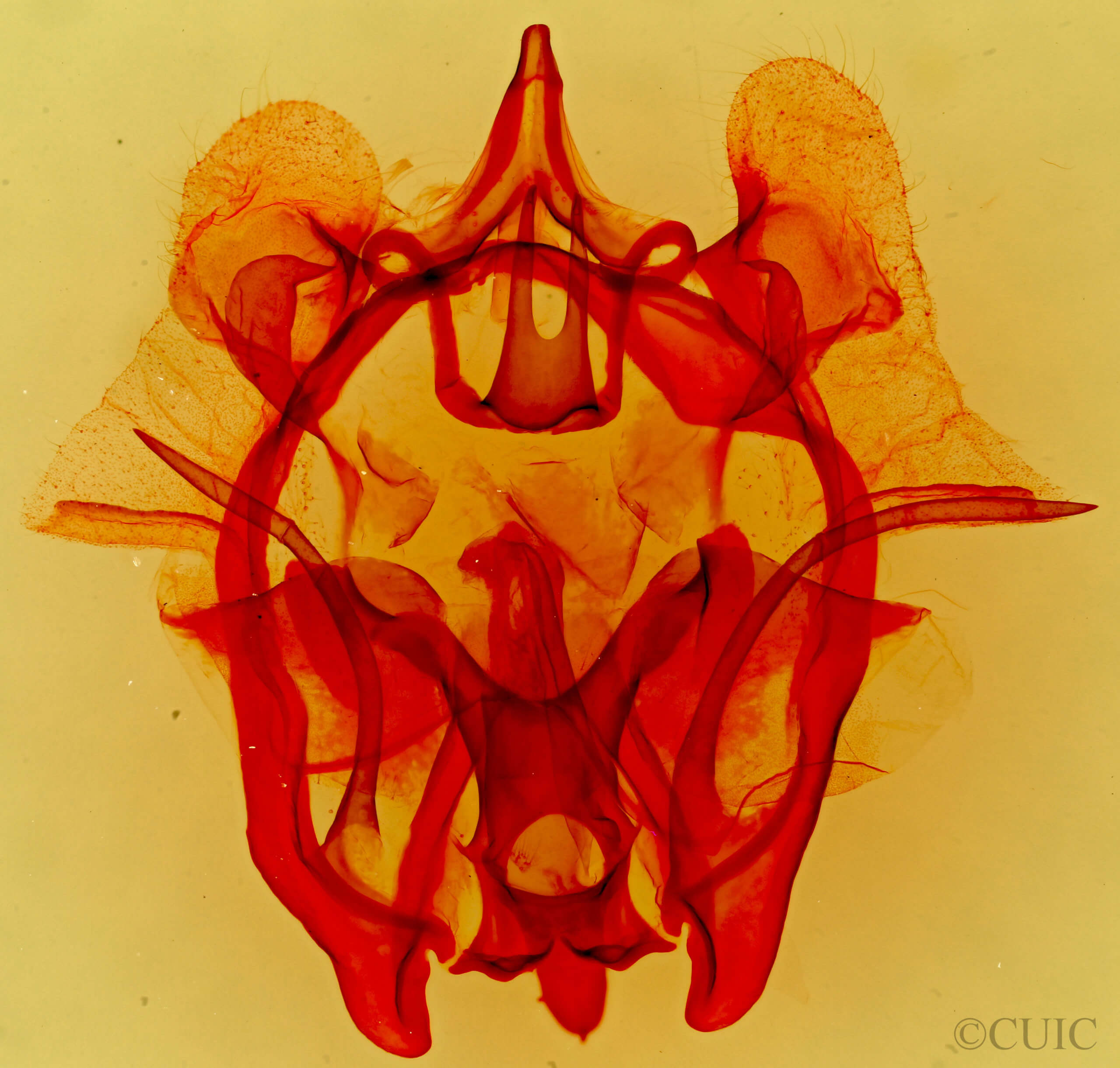 genitalia view of adult Cicinnus melsheimeri