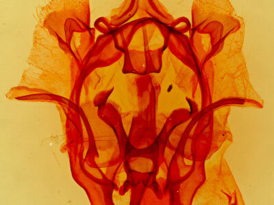 genitalia view of adult Cicinnus melsheimeri