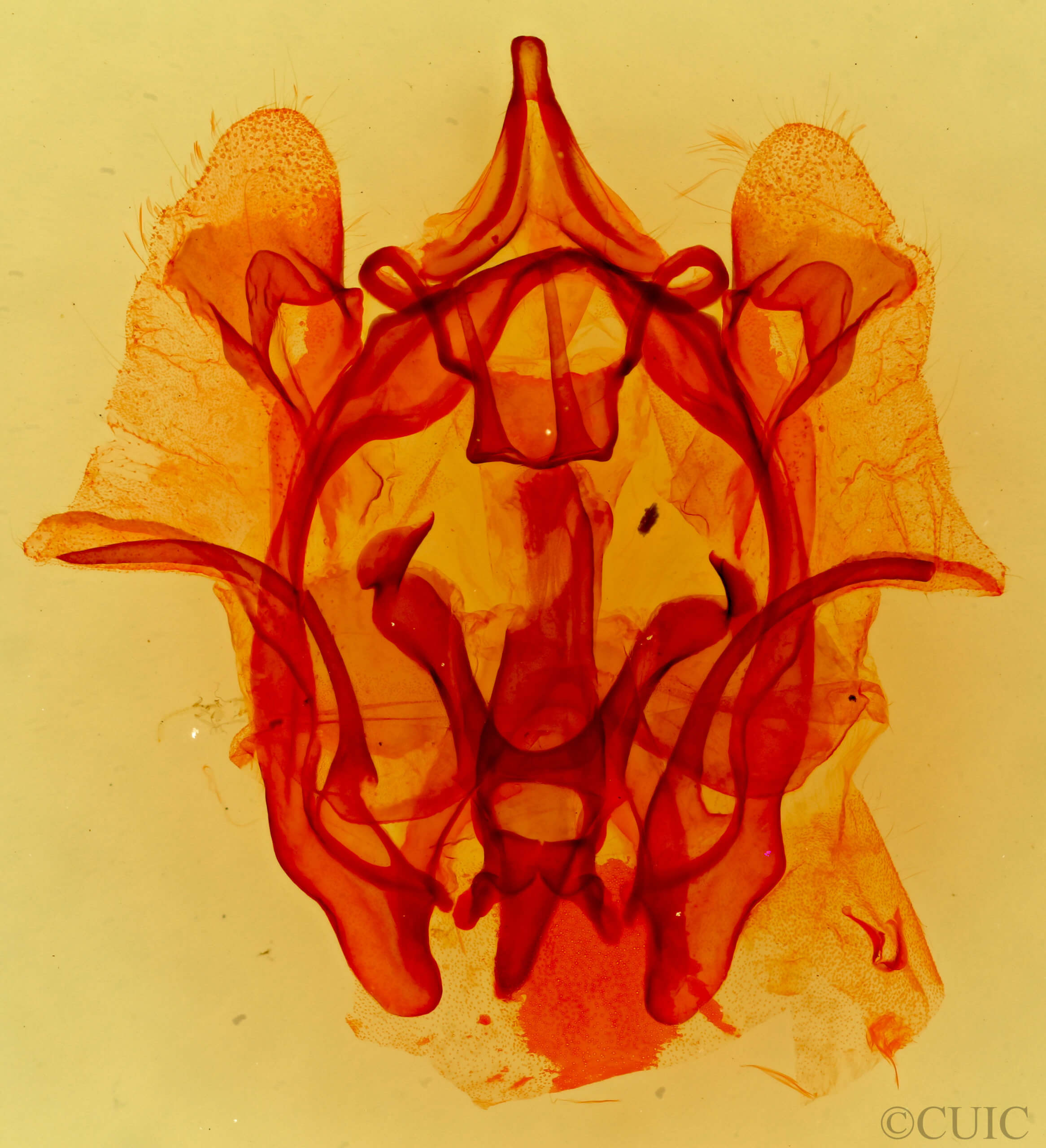 genitalia view of adult Cicinnus melsheimeri