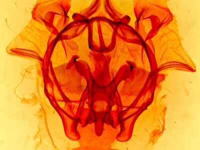 genitalia view of adult Cicinnus melsheimeri