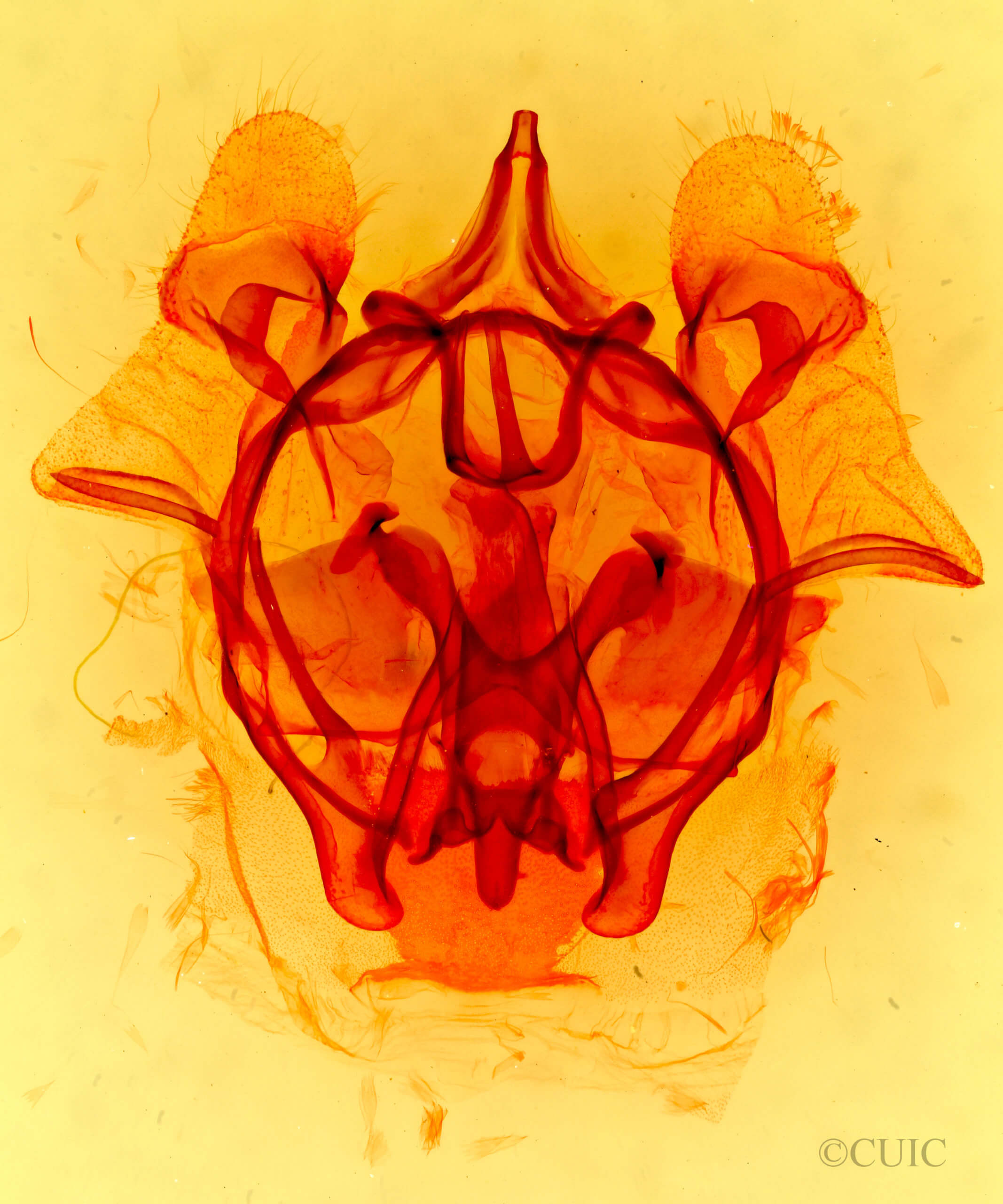 genitalia view of adult Cicinnus melsheimeri