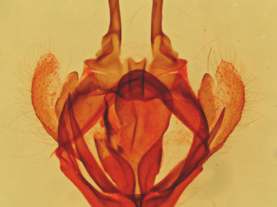 genitalia view of adult Tolype glenwoodii