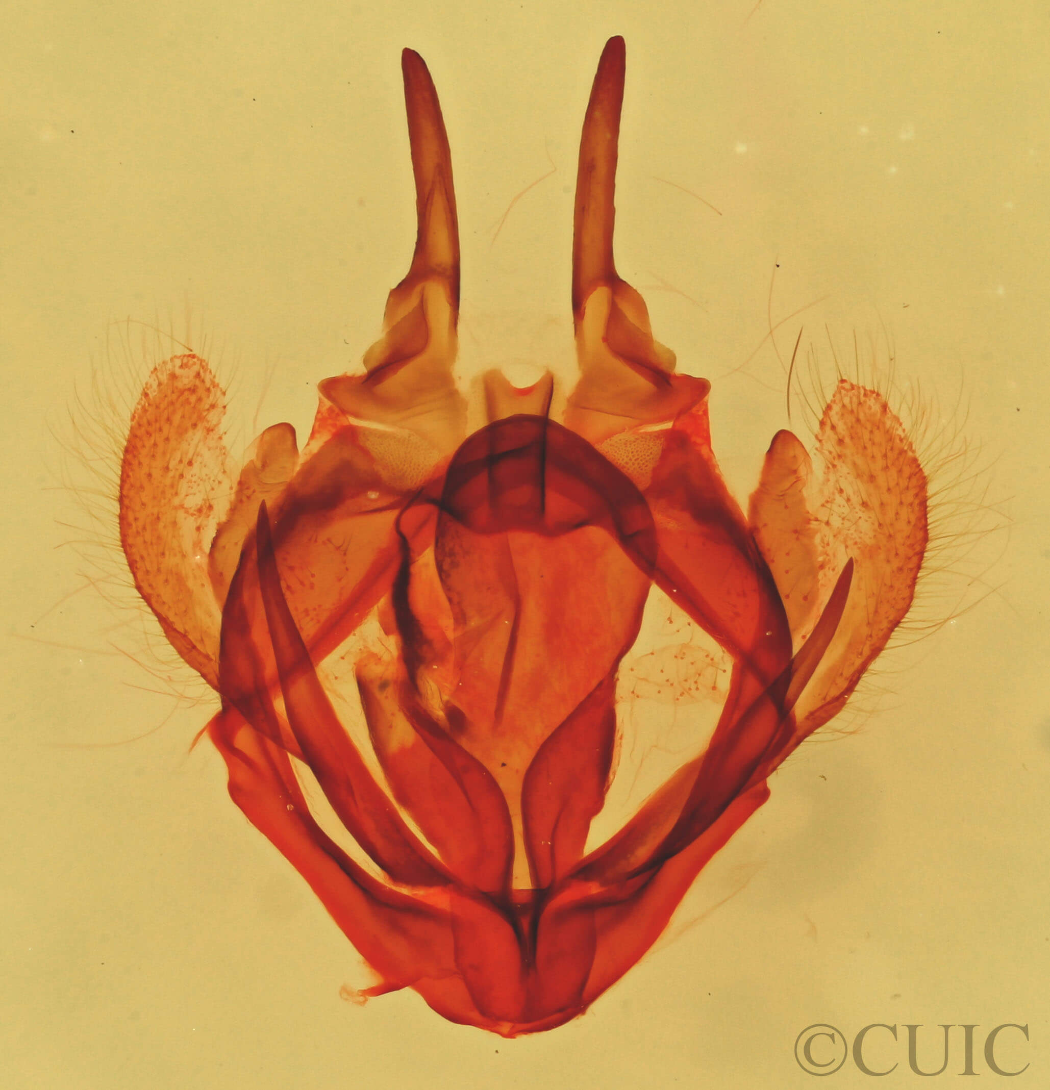 genitalia view of adult Tolype glenwoodii