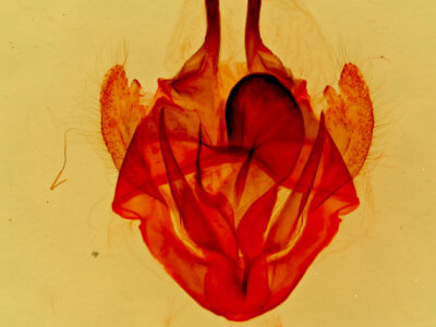 genitalia view of adult Tolype glenwoodii