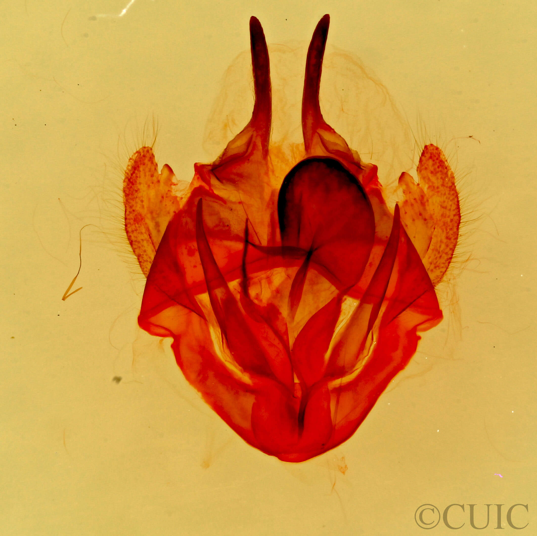 genitalia view of adult Tolype glenwoodii