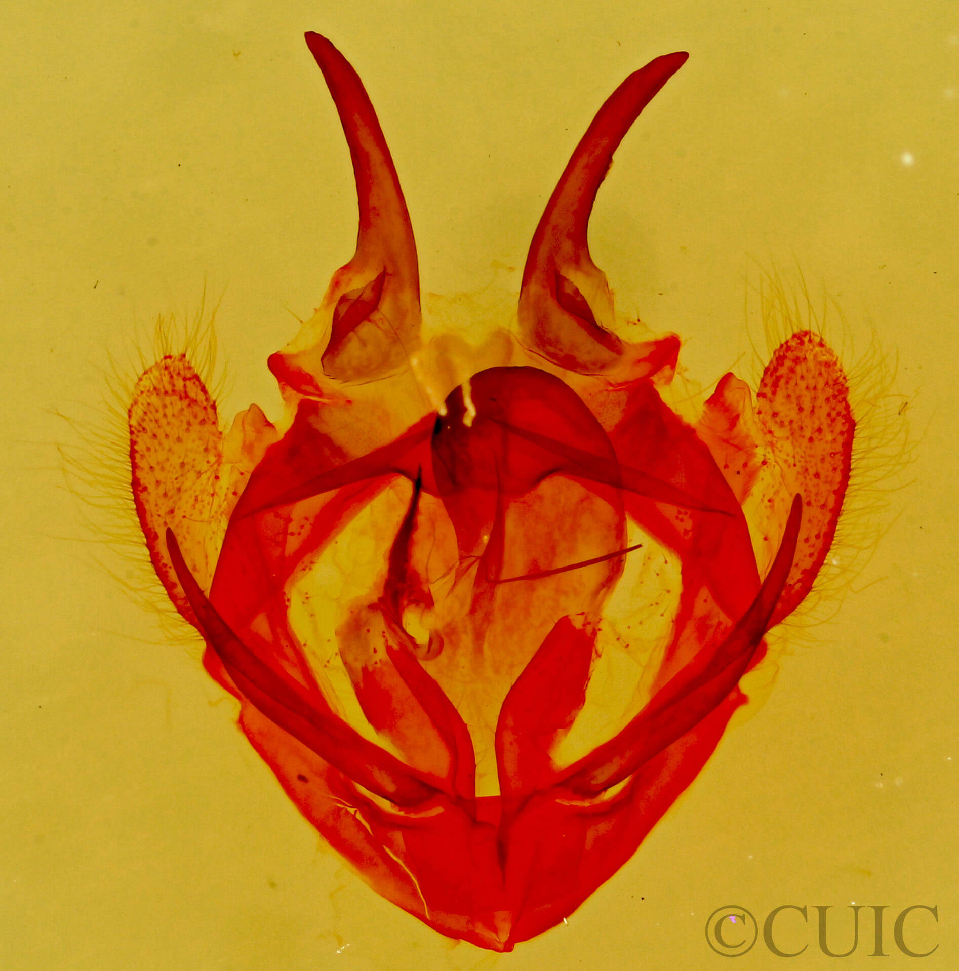 genitalia view of adult Tolype distincta