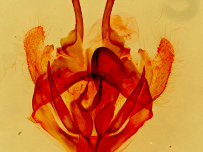 genitalia view of adult Tolype distincta