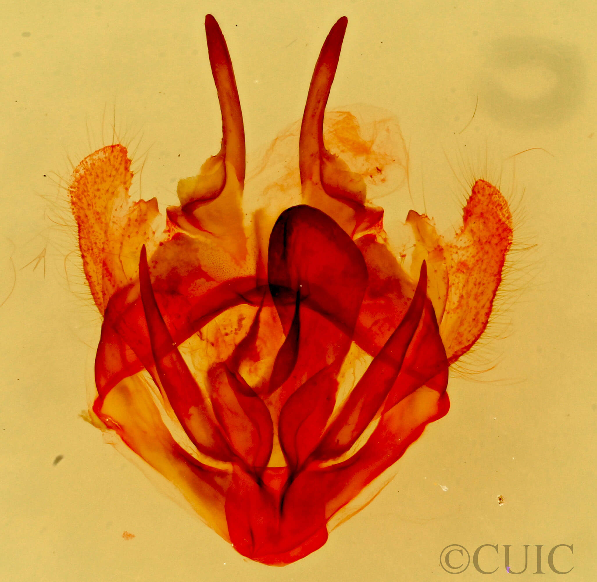 genitalia view of adult Tolype distincta