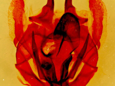 genitalia view of adult Tolype nigricaria