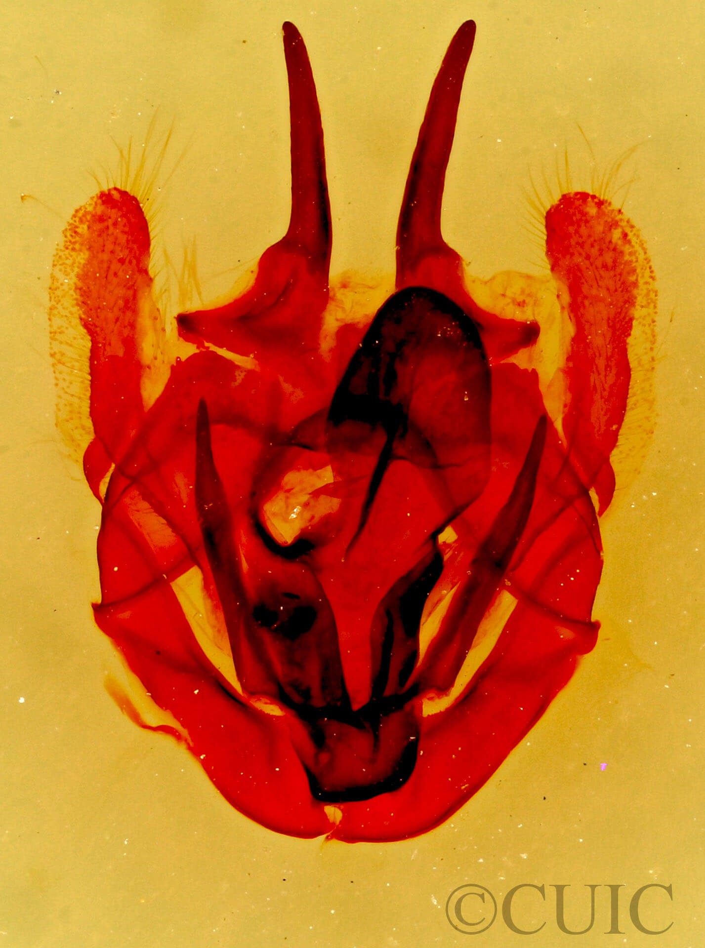 genitalia view of adult Tolype nigricaria