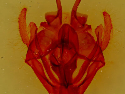 genitalia view of adult Tolype austella
