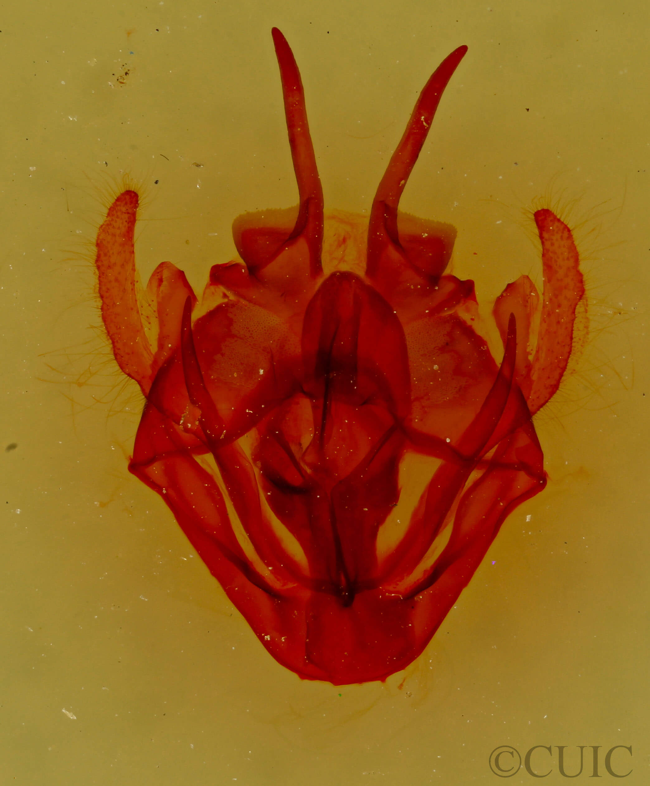 genitalia view of adult Tolype austella