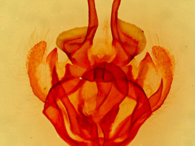 genitalia view of adult Tolype notialis