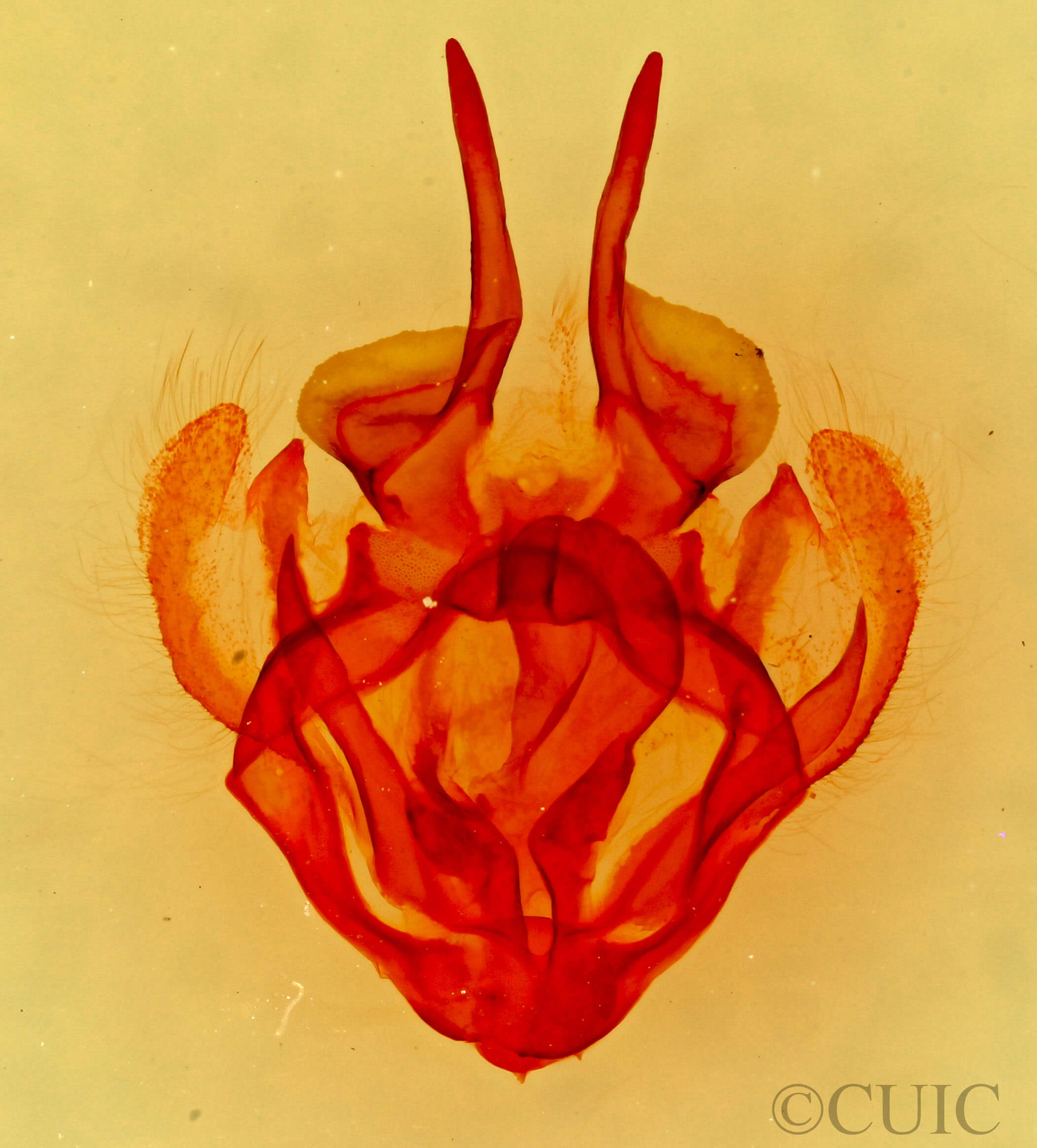 genitalia view of adult Tolype notialis