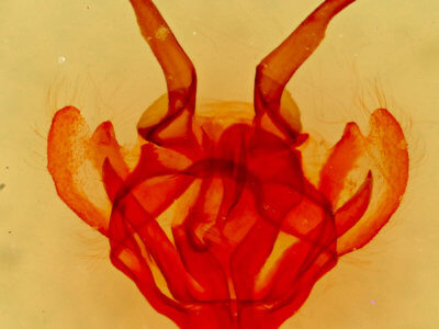 genitalia view of adult Tolype laricis