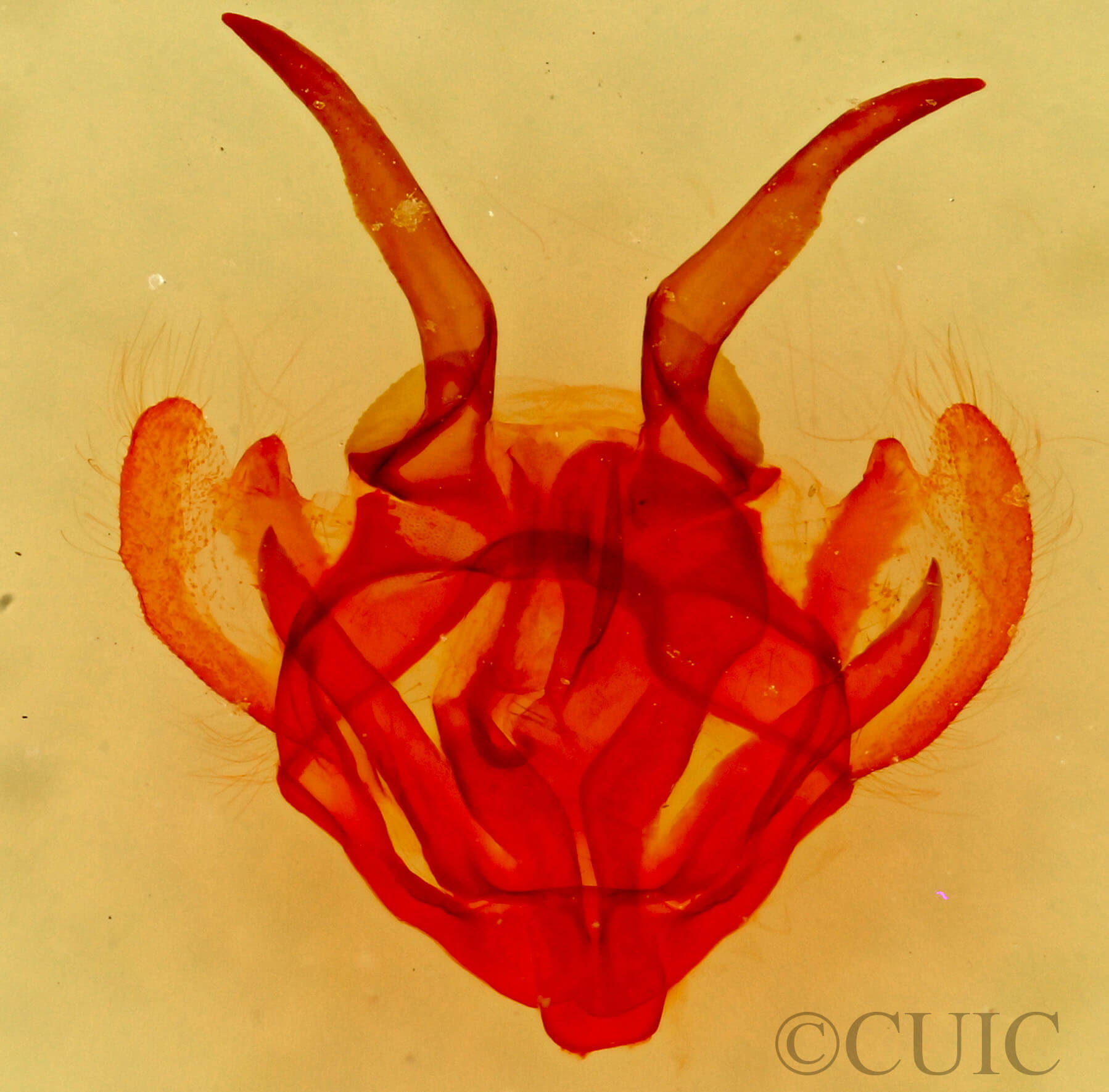 genitalia view of adult Tolype laricis