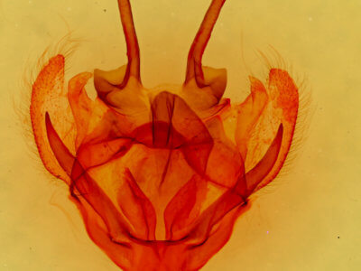 genitalia view of adult Tolype velleda