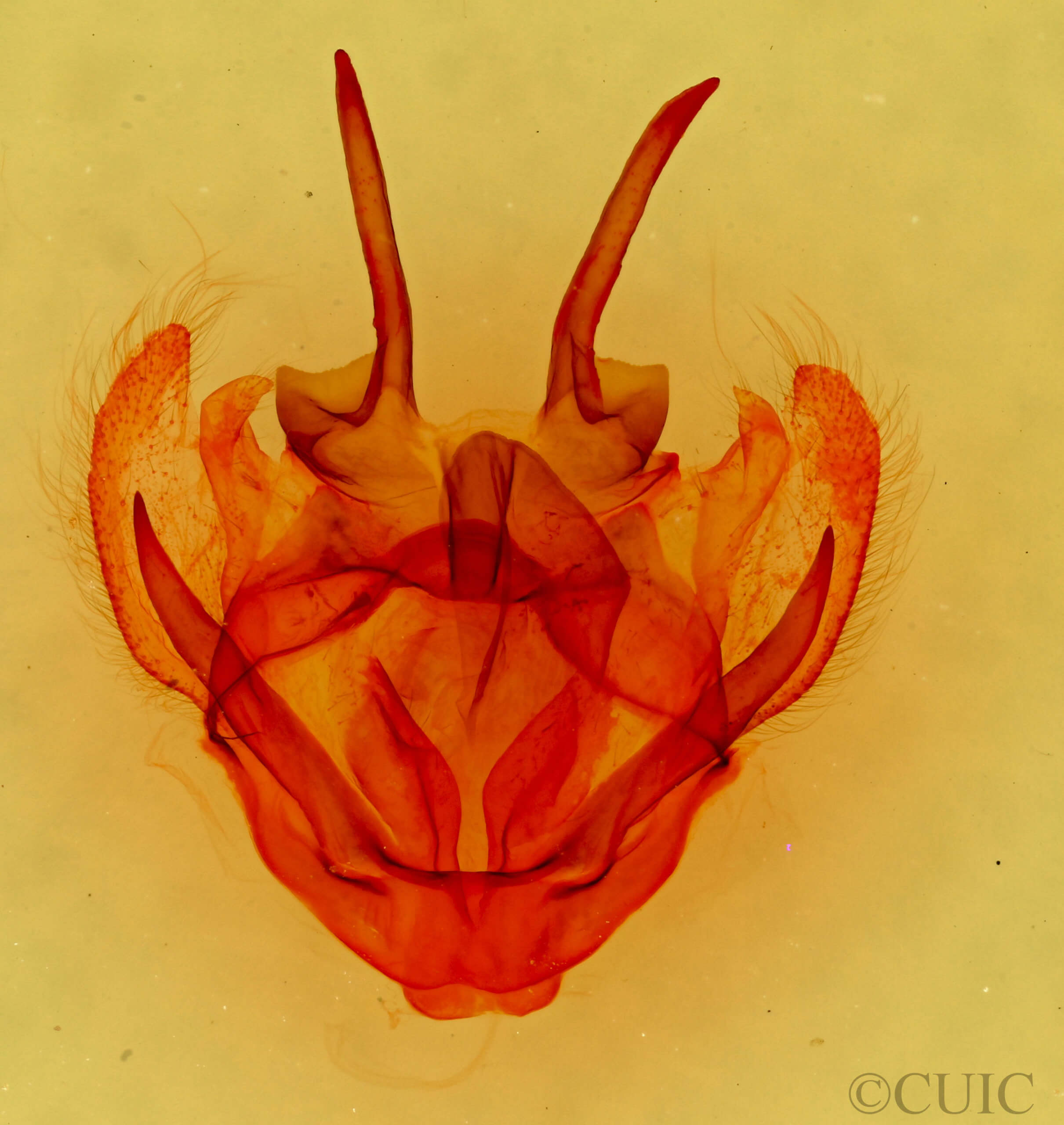 genitalia view of adult Tolype velleda