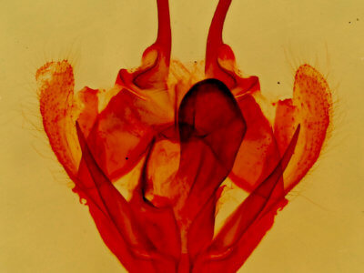 genitalia view of adult Tolype glenwoodii