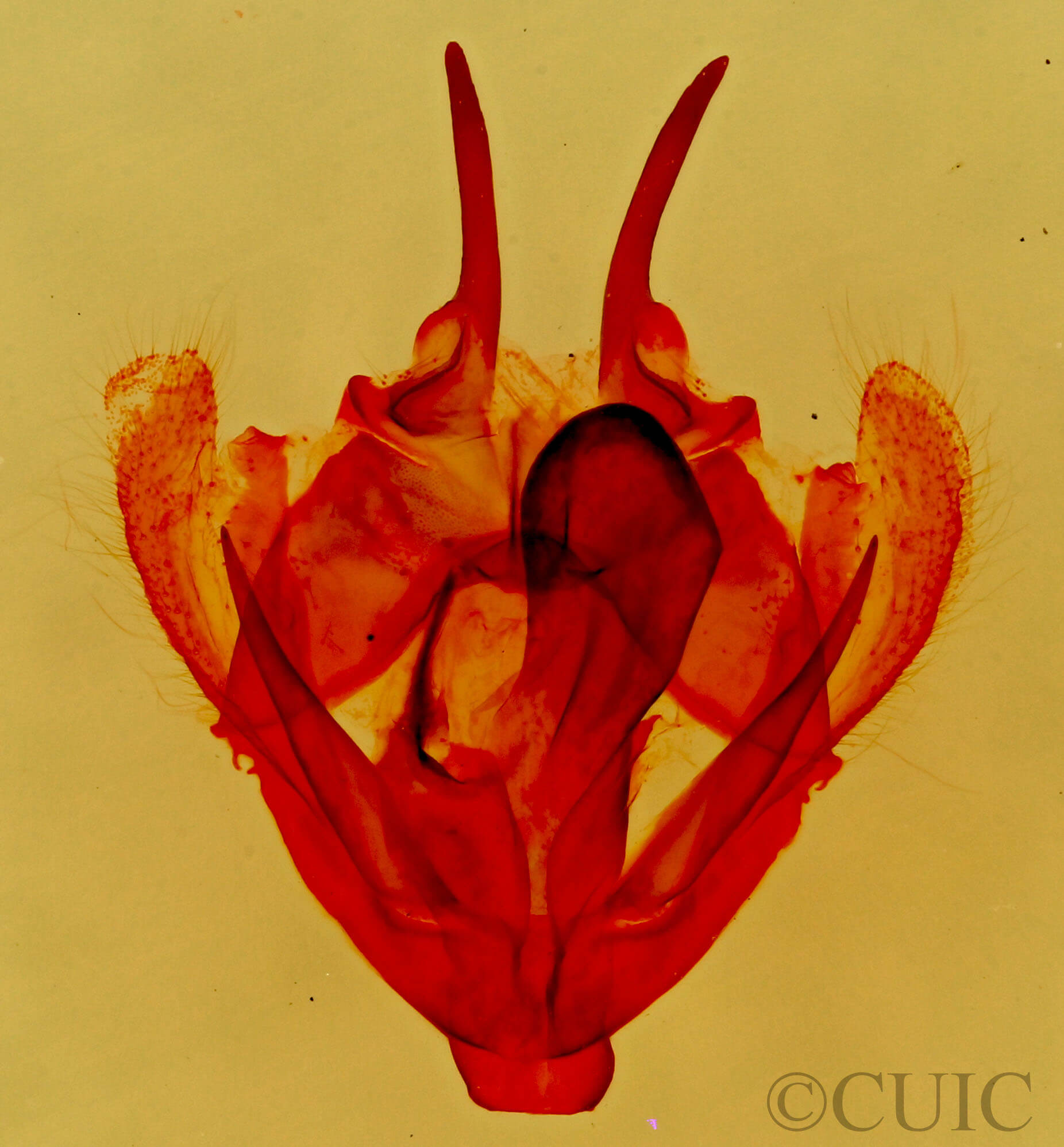 genitalia view of adult Tolype glenwoodii