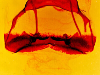 genitalia view of adult Tolype velleda