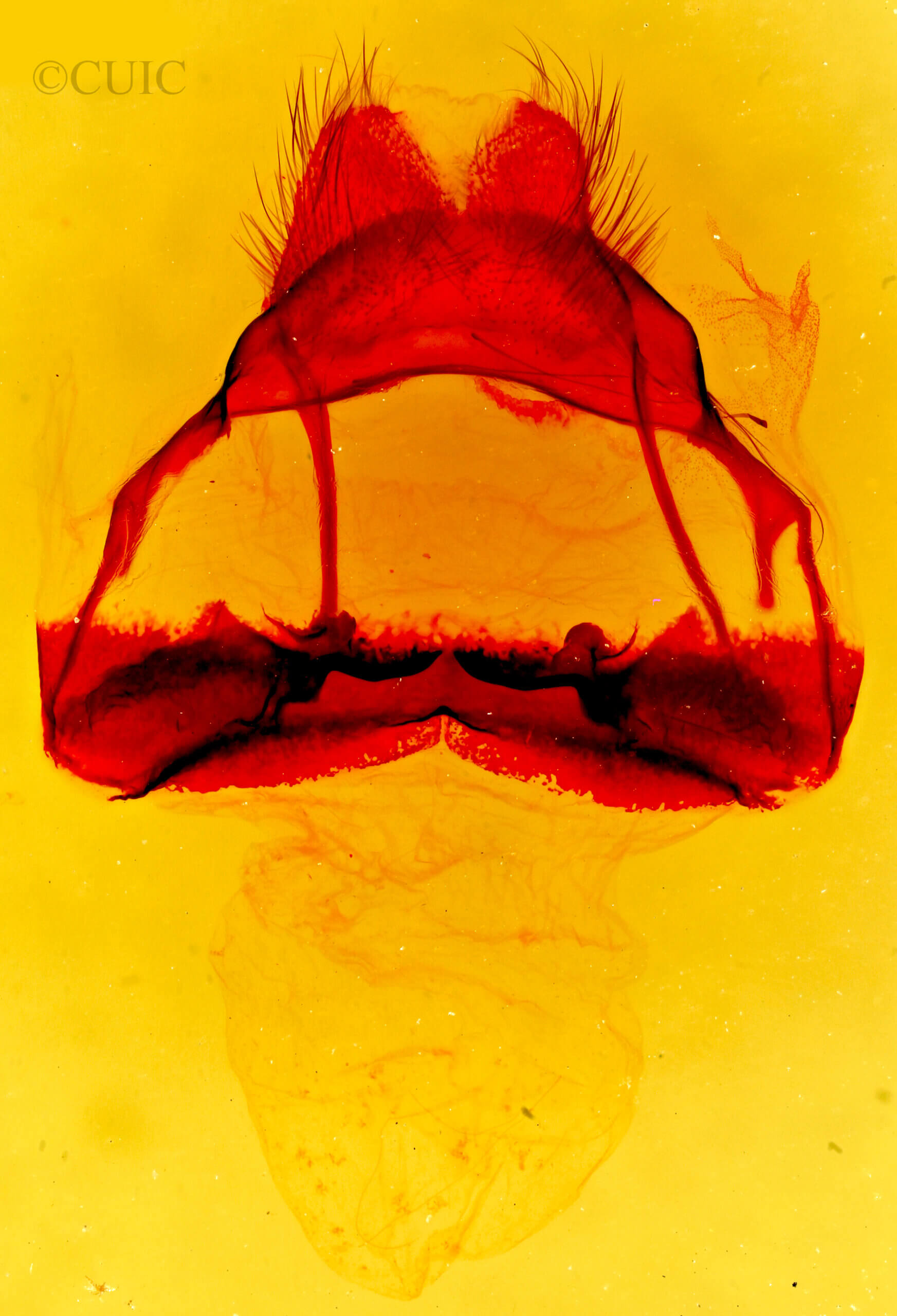 genitalia view of adult Tolype velleda