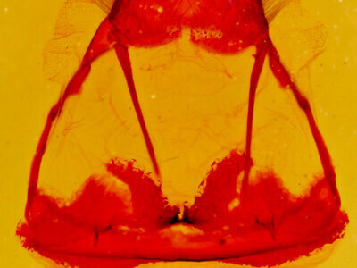 genitalia view of adult Tolype  notialis